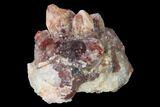 Natural, Red Quartz Crystal Cluster - Morocco #142928-1